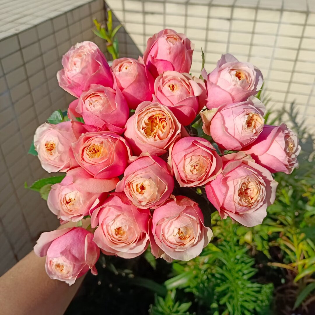 新品 粉蝴蝶 月季花苗 多头灌木直立勤花切花月季 庭院阳台盆栽