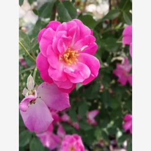 藤本 月月粉 月季花苗 粉红半藤本香花香水月季 庭院阳台盆栽