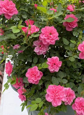 微月 心上人/恋人印记 月季花苗阳台庭院盆栽日月微型丰花绿植物