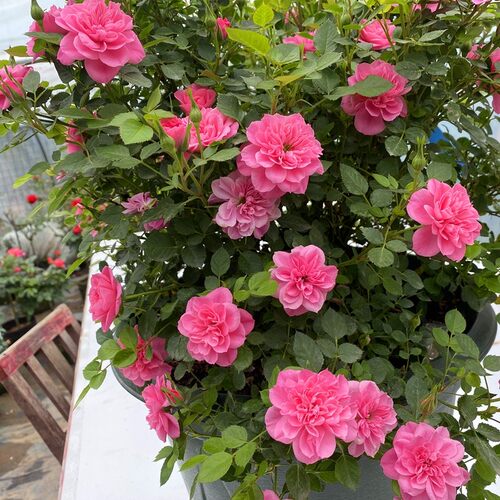 微月 心上人/恋人印记 月季花苗阳台庭院盆栽日月微型丰花绿植物