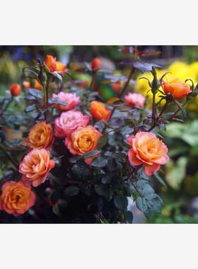 微月 变色宝宝 月季花苗 微型多头灌木勤花玫瑰庭院阳台盆栽