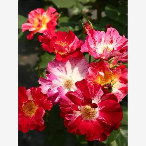 新品 独立日 月季花苗 耐热藤本 简单低维护阳台花园花卉蔷薇花苗