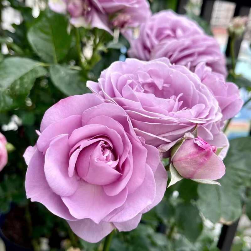 蓝色风暴 月季花苗 大花多头勤花丰花灌木月季阳台庭院盆栽花卉