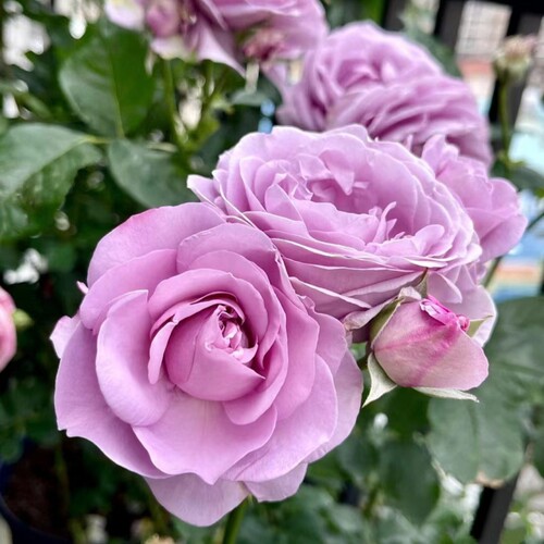 蓝色风暴 月季花苗 大花多头勤花丰花灌木月季阳台庭院盆栽花卉