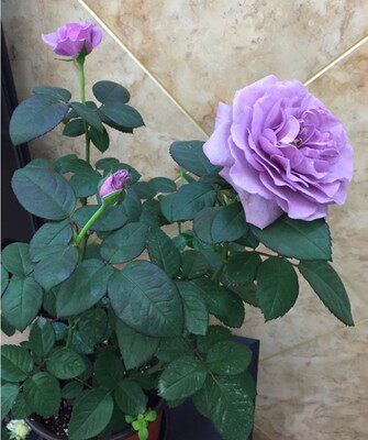 新品 兵马俑酒店 月季花苗灌木勤花多头绿植花卉玫瑰阳台庭院盆栽