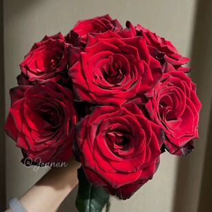 探险家/探险者 月季花苗丝绒感大花灌木切花勤花月季庭院阳台盆栽