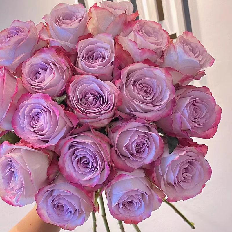 新品气场 月季花苗切花玫瑰复古灰紫调灌木勤花 阳台庭院盆栽