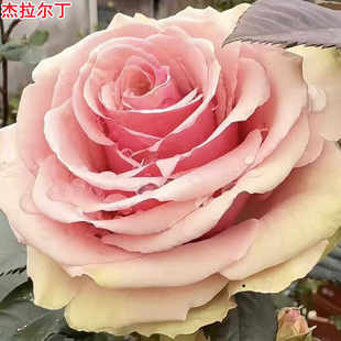 新品 杰拉尔丁 月季花苗 粉色大花重瓣灌木切花月季 庭院阳台盆栽