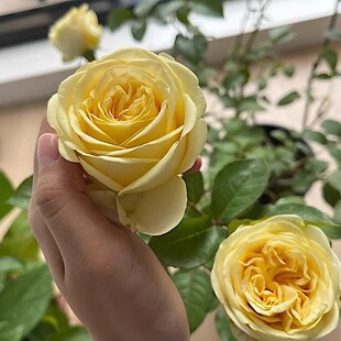 奶油杯/暖玉 奥斯汀月季花苗 灌木切花月季勤花庭院阳台 盆栽花卉