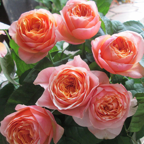 温柔珊瑚心 月季花苗 灌木大花包子型勤花月季阳台庭院盆栽花卉