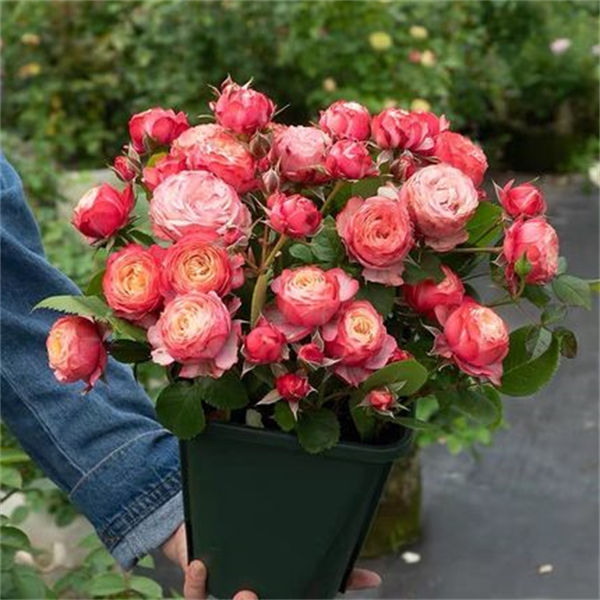欧月 浪漫比克 月季花苗 包子型多头勤花灌木月季阳台庭院盆栽