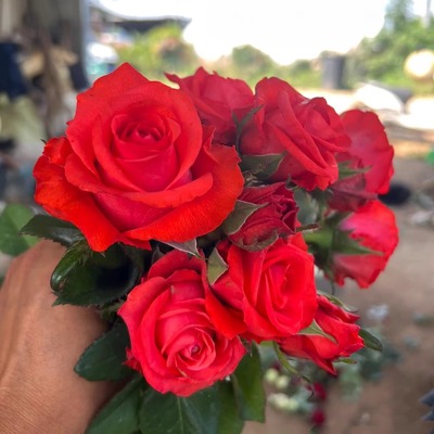 超新品给予月季灌木大花