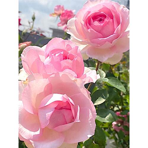 伊芙 四度芳香 月季花苗 大花重瓣灌木浓香切花月季 庭院阳台盆栽