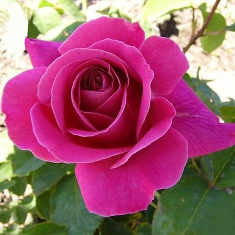 国月 粉和平 月季花苗大花灌木月季中香 勤花 庭院阳台盆栽花卉