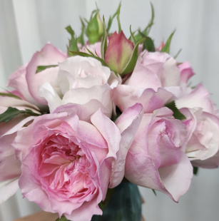 新品 乐咲/笑声 月季花苗灌木勤花浓香 月季玫瑰 盆栽阳台庭院