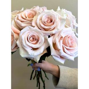 新品 克莱奥 月季花苗 厄瓜多尔 玫瑰复古色大花 阳台庭院盆栽