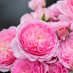 纨扇 月季花苗 重瓣浓香大花月季灌木勤花阳台庭院花卉盆栽绿植