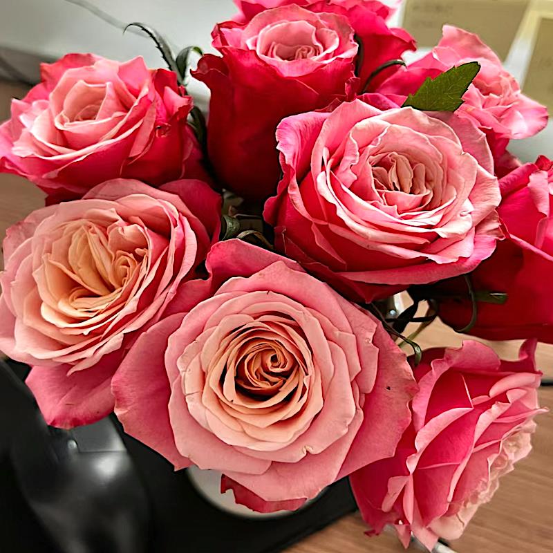 闺蜜阳台盆栽月季庭院地