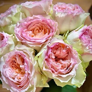 蝴蝶公主阳台盆栽月季庭院地栽耐寒耐旱抗病勤花切花玫瑰分枝性好