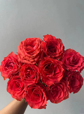 新品【绚丽】月季切花大花月季花苗绿植庭院阳台盆栽勤花