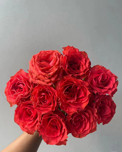 新品【绚丽】月季切花大花月季花苗绿植庭院阳台盆栽勤花