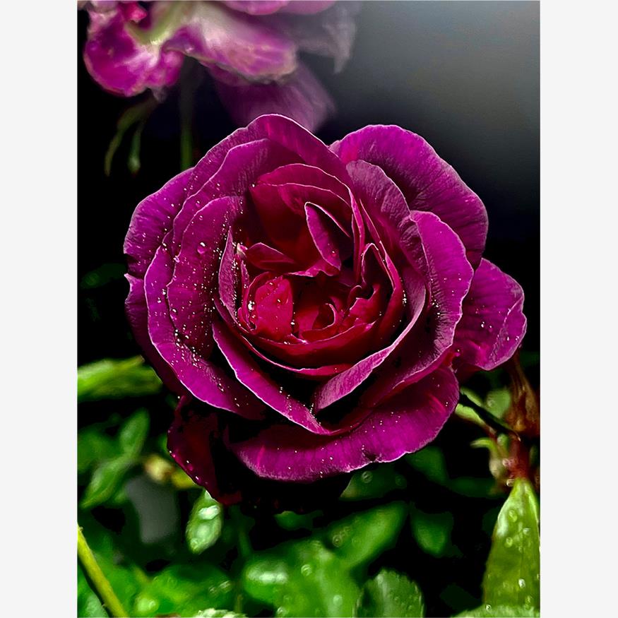 新品 蓝莓派 月季花苗大花灌木杯状紫色浓香勤花直立庭院阳台盆栽