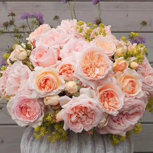 童话魔法 科德斯 月季玫瑰花苗灌木勤花杏色大花浓香庭院阳台盆栽