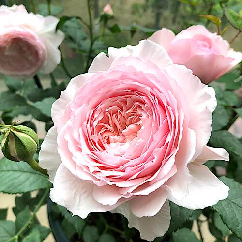 日月 日和 月季月季花苗 勤花浓香灌木大花月季 阳台庭院盆栽