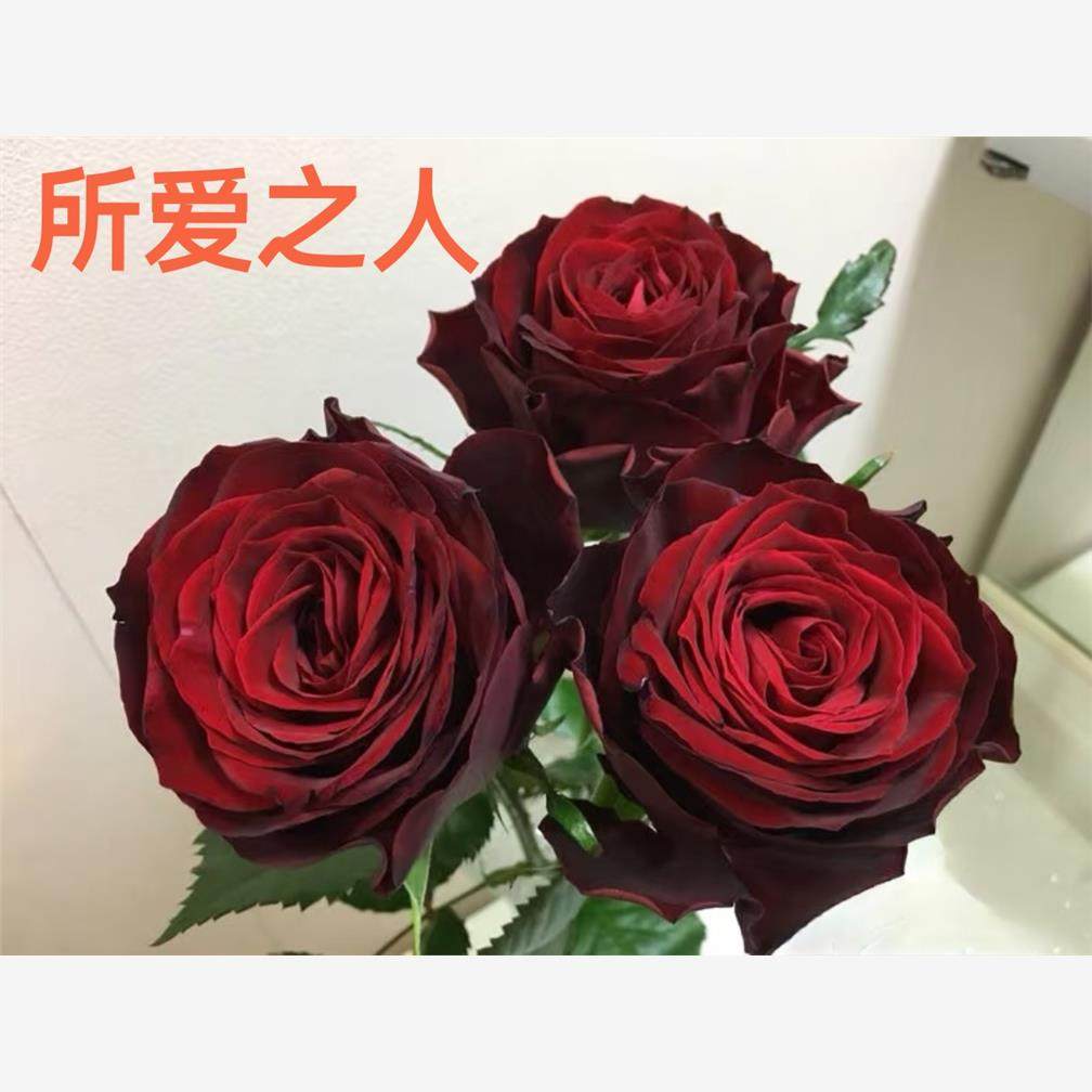 新品 所爱之人 月季花苗 大花灌木直立勤花切花玫瑰庭院阳台盆栽,鲜花速递/花卉仿真/绿植园艺,月季/蔷薇/玫瑰,淘宝优惠券,粉丝福利购,淘宝优惠卷