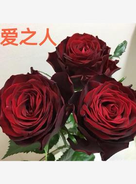 新品 所爱之人 月季花苗 大花灌木直立勤花切花玫瑰庭院阳台盆栽