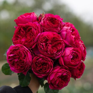 慈萱 灌木月季玫瑰花苗 多季浓香多季栽植庭院阳台盆栽花卉耐热