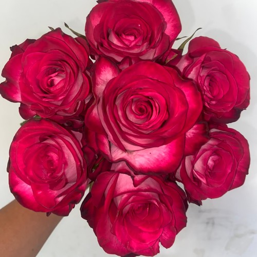 新品 里维瑞拉 月季花苗