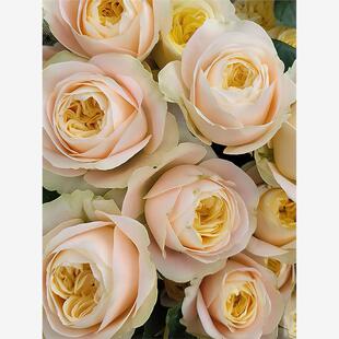 新品 普莉希拉 月季花苗 灌木大花 杏色切花月季 庭院阳台盆栽