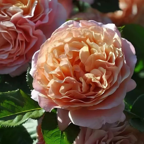 伴侣/形影不离 月季花苗 法国灌木大花浓香勤花月季 庭院阳台盆栽