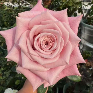 新品 甜蜜曼塔/粉曼塔 月季花苗 灌木大花阳台盆栽