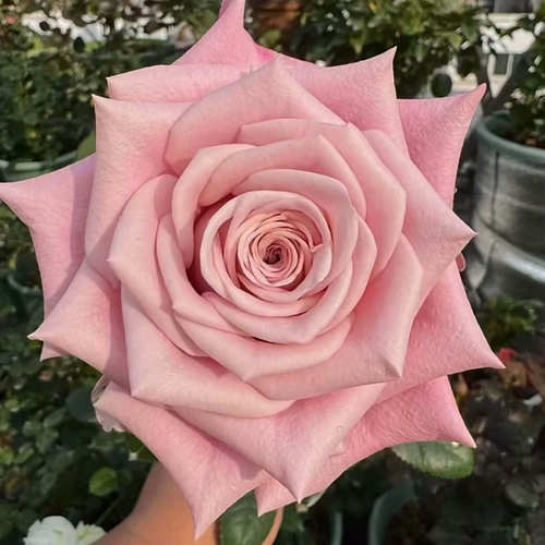 新品 甜蜜曼塔/粉曼塔 月季花苗 灌木大花阳台盆栽