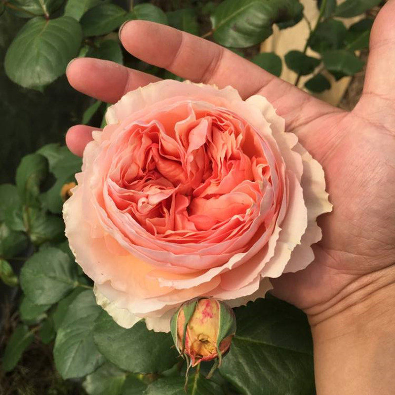 新品 萨尔曼莎 月季花苗重瓣浓香大花灌木勤花玫瑰庭院阳台盆栽