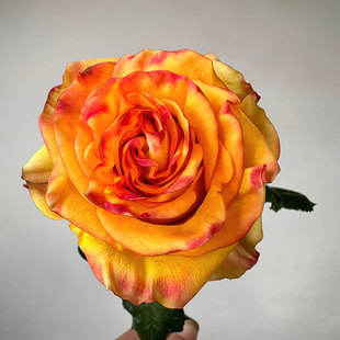 迪布洛 月季花苗 灌木大花 切花玫瑰 耐开直立勤花 庭院阳台盆栽