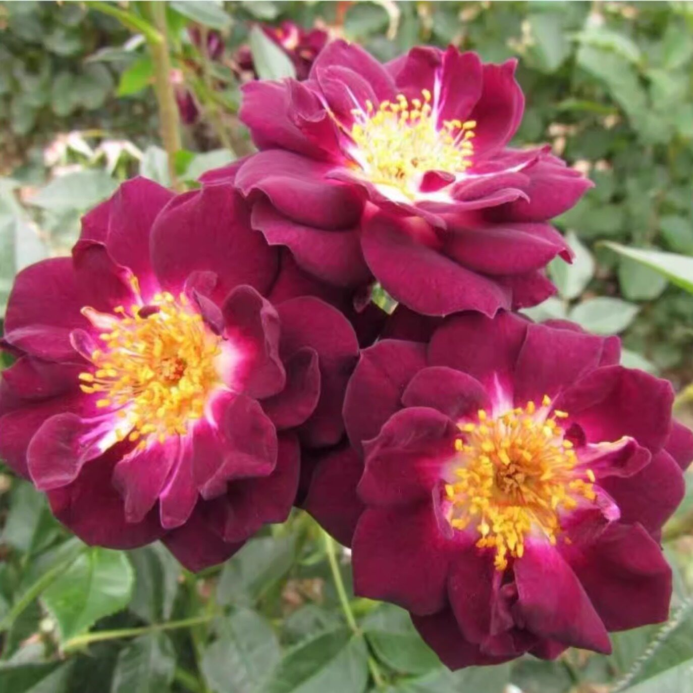 新品 深紫色钻石之眼/黑夜的眼睛 月季花苗多头勤花 微型阳台月季