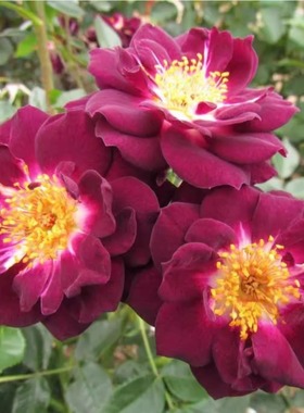 新品 深紫色钻石之眼/黑夜的眼睛 月季花苗多头勤花 微型阳台月季