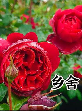 新品 乡间别墅/乡舍 月季花苗 灌木重瓣多头月季 庭院阳台盆栽