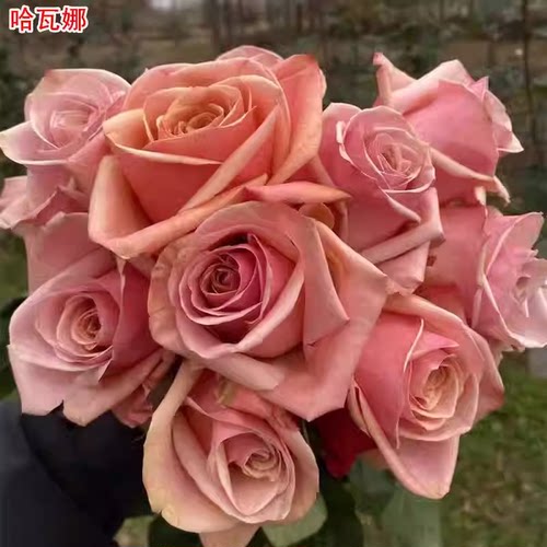 新品 哈瓦娜 月季花苗 灌木大花勤花直立切花月季 庭院阳台盆栽