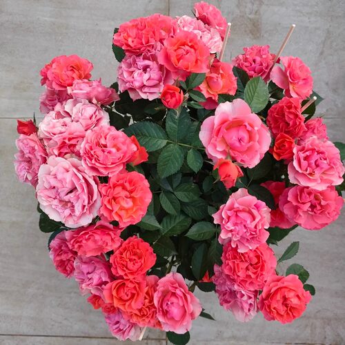 新品 夕阳果冻 月季花苗 重瓣勤花灌木易变色月季 庭院阳台盆栽