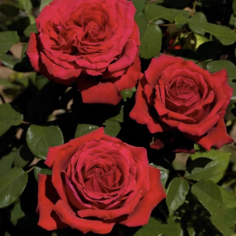 恩钿女士 月季花苗 温斯顿波特罗/恩钿夫人 庭院阳台盆栽多季开花