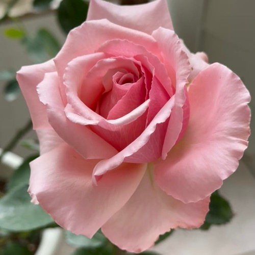 新品 吾名 月季花苗 大花粉色重瓣灌木直立多头切花玫瑰 庭院盆栽