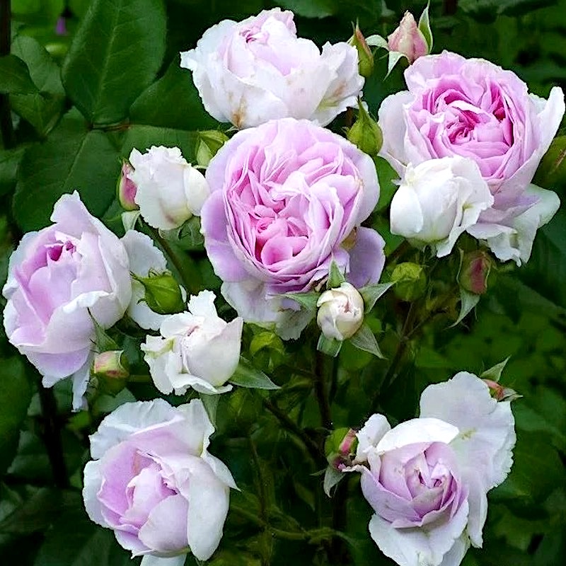 丹陶蓝宝石阳台盆栽月季