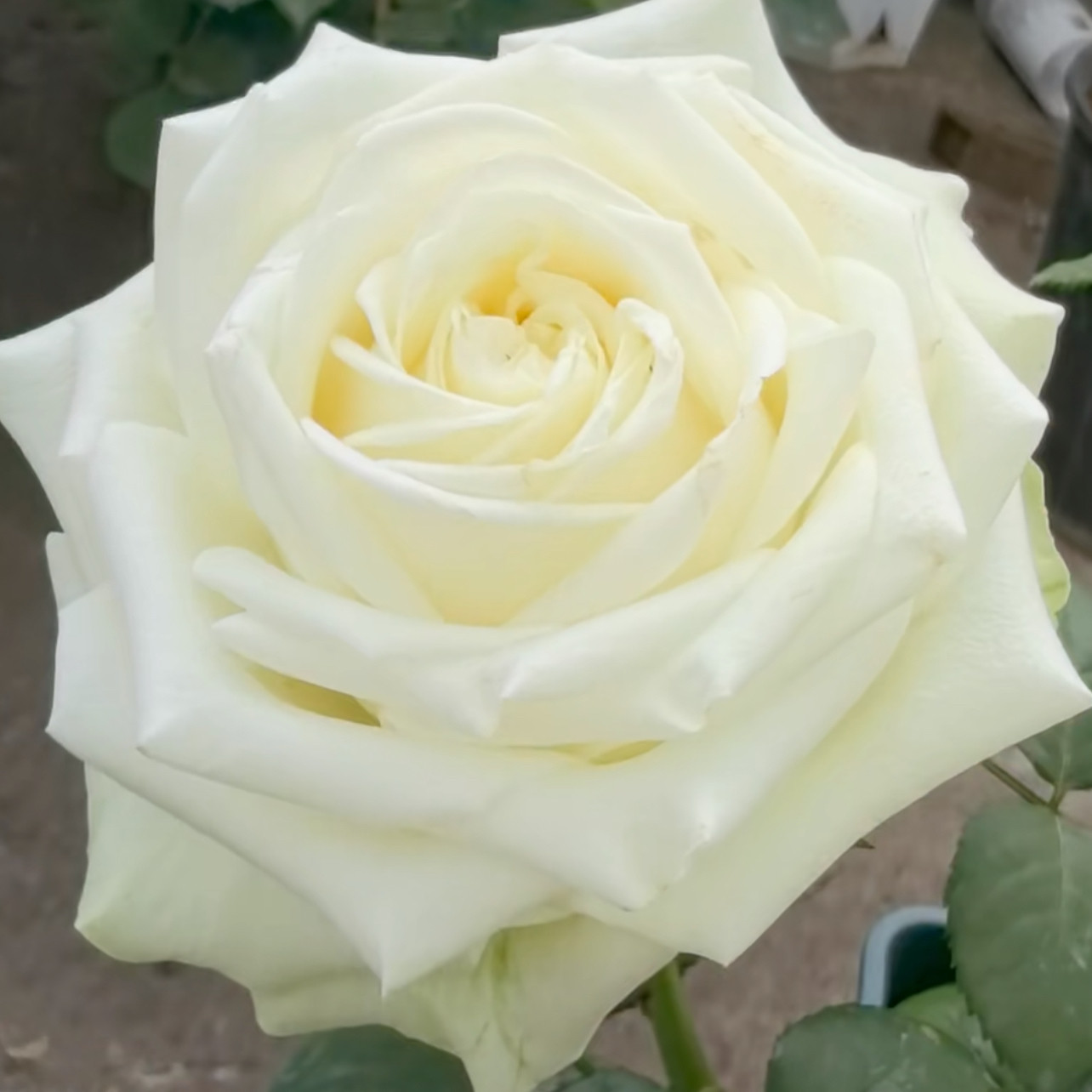白雪公主/暴风雪 月季花苗 重瓣灌木直立切花月季 庭院阳台盆栽