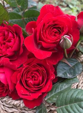 新品 日蚀王阳台 月季花苗耐热大花灌木红色多头勤花玫瑰阳台盆栽