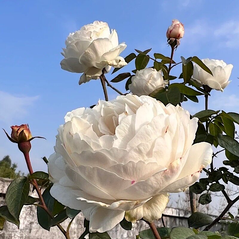 伊芙卡勒姆 皇家婚礼 月季花苗 大花灌木浓香月季 庭院阳台盆栽