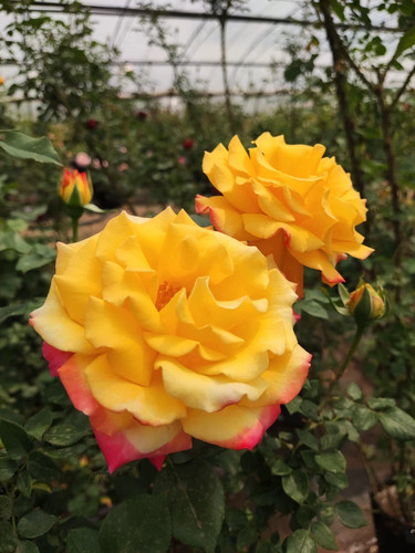 新品 电子表 月季花苗 大花灌木直立勤花切花月季 阳台庭院盆栽